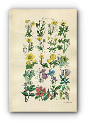 1914 Sowerby Antique Botanical Print, Buttercup, Crowfoot, Marigold, Hellebore, Columbine, Peony, Barberry, Plate 2, (Plants 21 - 40)
