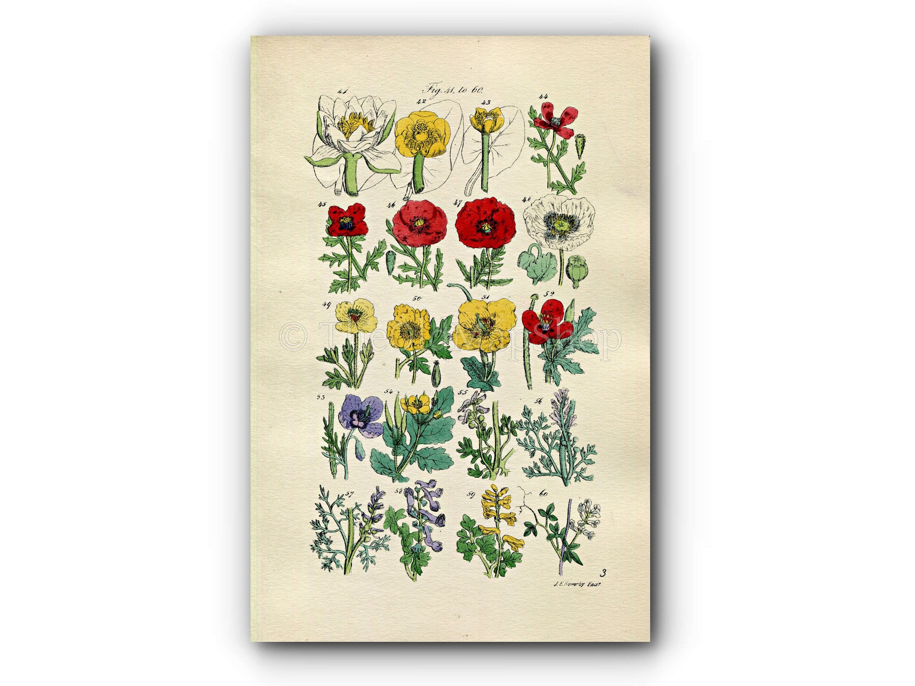 1914 Sowerby Antique Botanical Print, Water Lily, Red, White & Violet Poppy, Celandine, Fumitory, Yellow Corydalis, Plate 3 (Plants 41 - 60) - The Old Map Shop