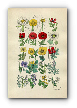 1914 Sowerby Antique Botanical Print, Water Lily, Red, White & Violet Poppy, Celandine, Fumitory, Yellow Corydalis, Plate 3 (Plants 41 - 60) - The Old Map Shop