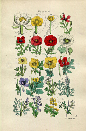 1914 Sowerby Antique Botanical Print, Water Lily, Red, White & Violet Poppy, Celandine, Fumitory, Yellow Corydalis, Plate 3 (Plants 41 - 60) - The Old Map Shop