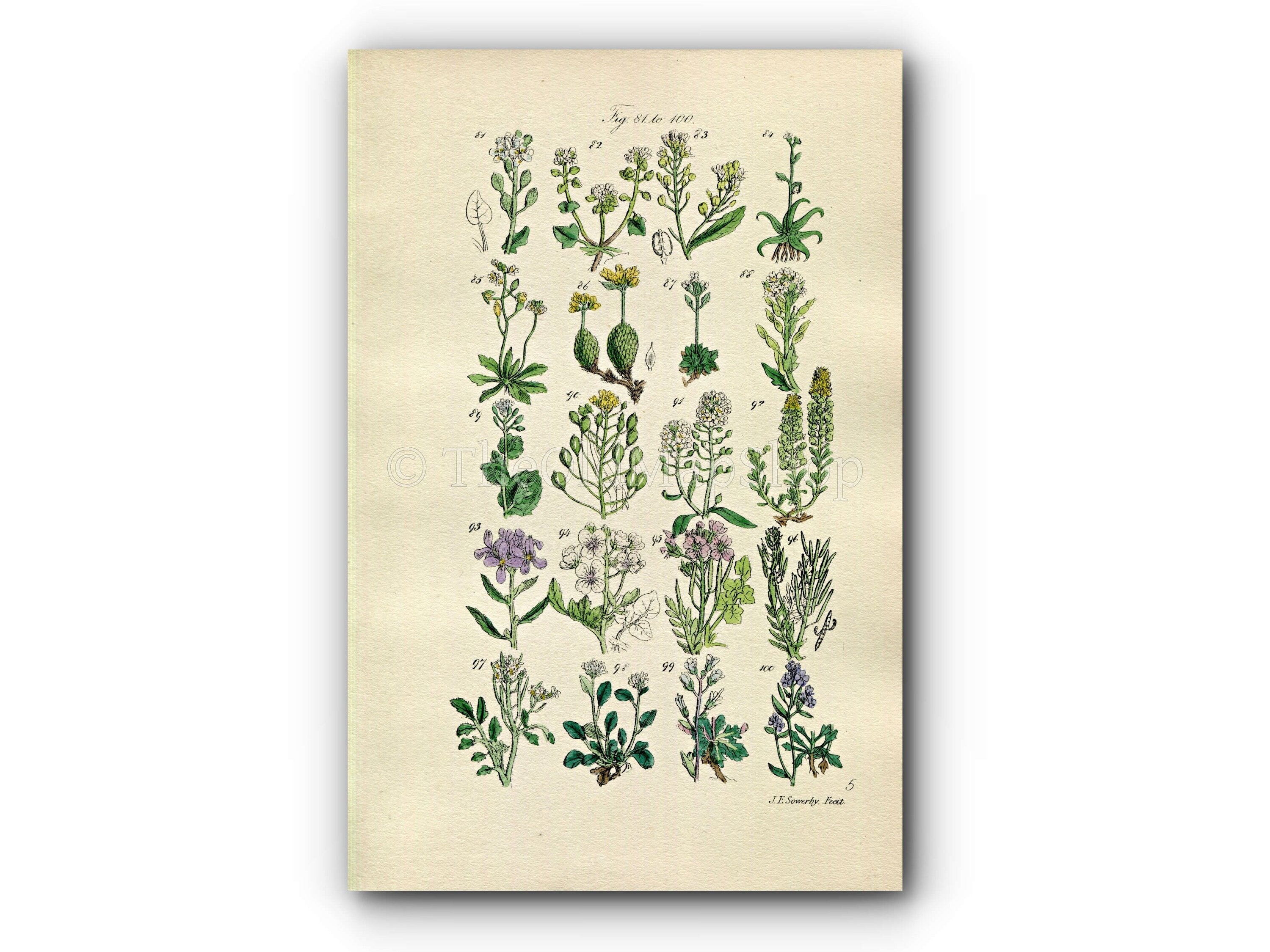 1914 Sowerby Antique Botanical Print, Scurvy Grass, Horseradish, Yellow Draba, Lady's Smock, Rock & Bitter Cress, Plate 5, (Plants 81 - 100) - The Old Map Shop