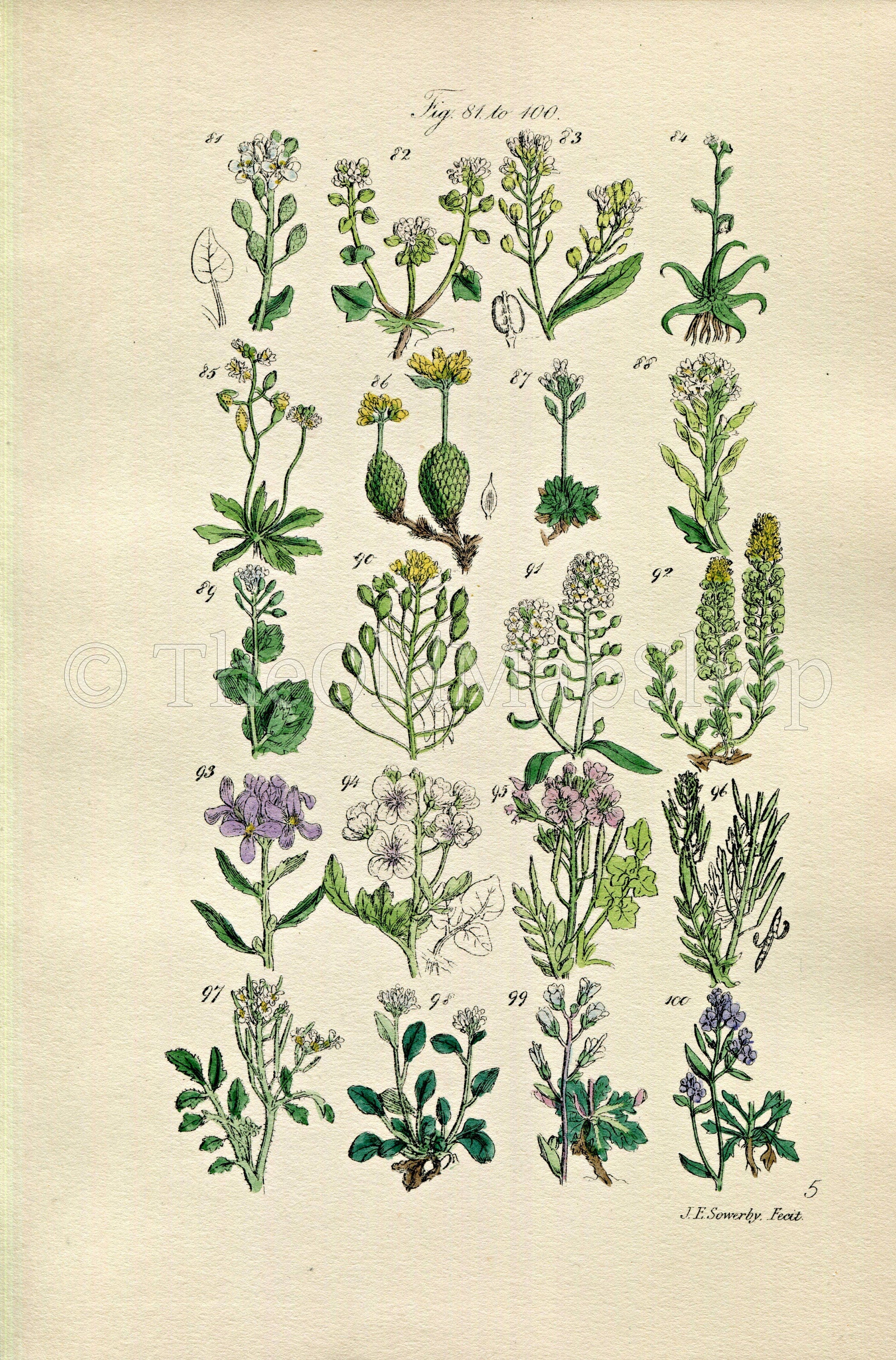 1914 Sowerby Antique Botanical Print, Scurvy Grass, Horseradish, Yellow Draba, Lady's Smock, Rock & Bitter Cress, Plate 5, (Plants 81 - 100) - The Old Map Shop