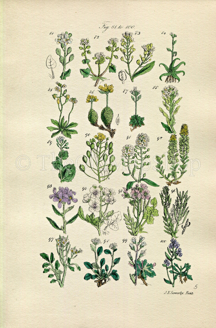 1914 Sowerby Antique Botanical Print, Scurvy Grass, Horseradish, Yellow Draba, Lady's Smock, Rock & Bitter Cress, Plate 5, (Plants 81 - 100)