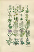 1914 Sowerby Antique Botanical Print, Scurvy Grass, Horseradish, Yellow Draba, Lady's Smock, Rock & Bitter Cress, Plate 5, (Plants 81 - 100) - The Old Map Shop