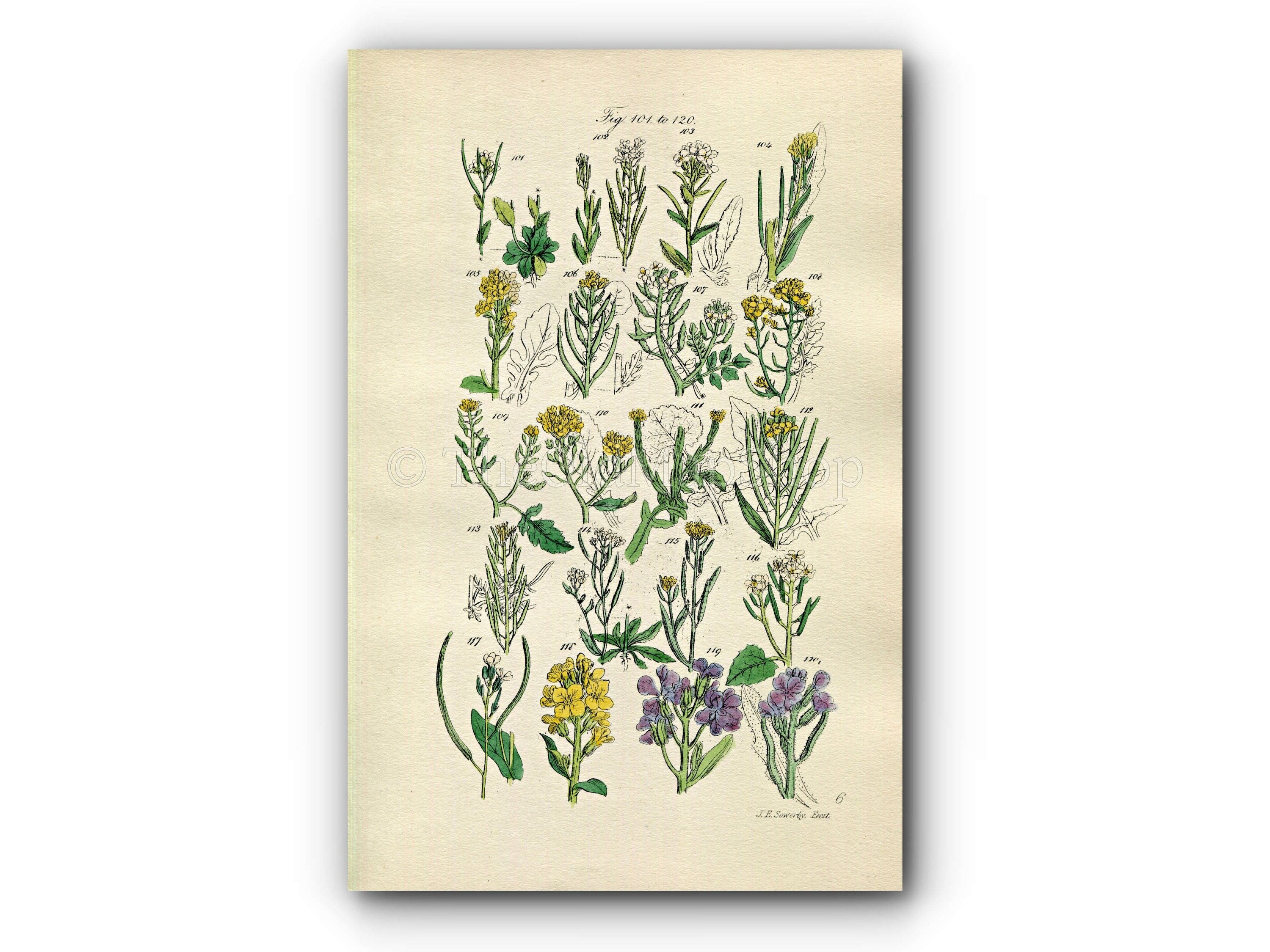 1914 Sowerby Antique Botanical Print, Rock Cress, Tower Mustard, Water Cress, London Rocket, Hedge Garlic, Plate 6, (Plants 101 - 120)