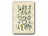 1914 Sowerby Antique Botanical Print, Rock Cress, Tower Mustard, Water Cress, London Rocket, Hedge Garlic, Plate 6, (Plants 101 - 120)