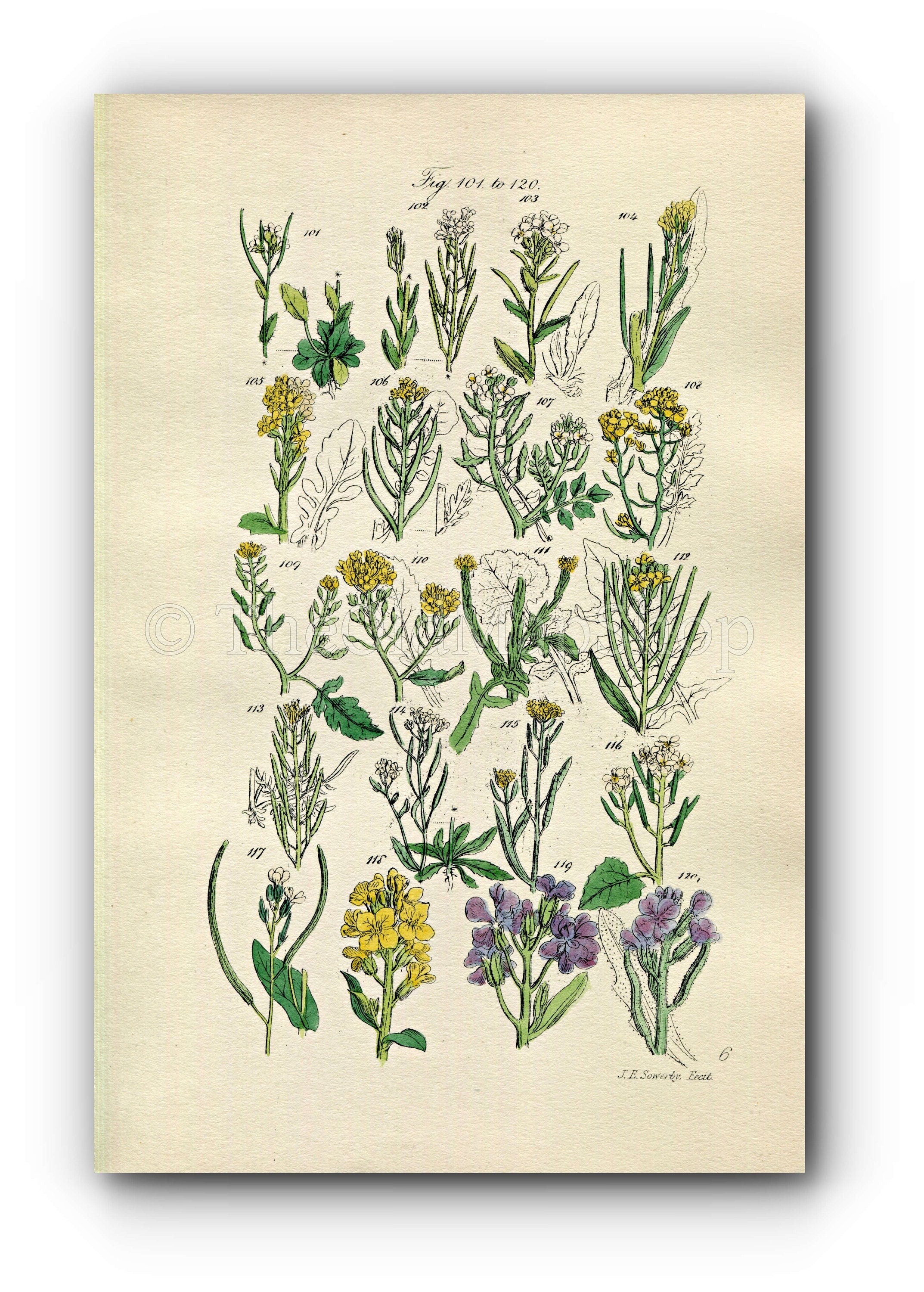 1914 Sowerby Antique Botanical Print, Rock Cress, Tower Mustard, Water Cress, London Rocket, Hedge Garlic, Plate 6, (Plants 101 - 120)