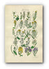 1914 Sowerby Antique Botanical Print, Rock Cress, Tower Mustard, Water Cress, London Rocket, Hedge Garlic, Plate 6, (Plants 101 - 120)
