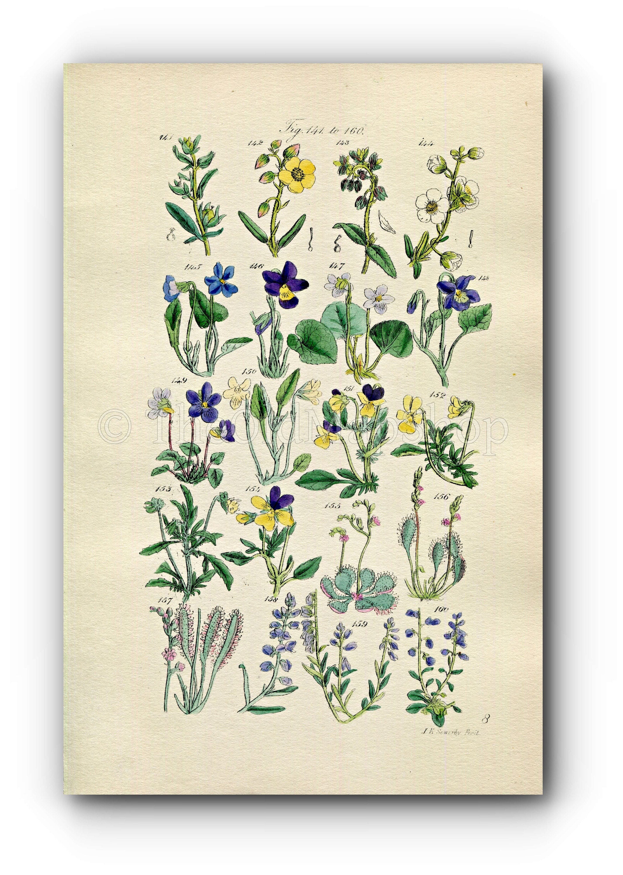 1914 Sowerby Antique Botanical Print, Rock Rose, Sweet Violet, Corn Pansy, Sun-Dew, Milk-Wort, Dog Violet, Plate 8, (Plants 141 - 160) - The Old Map Shop