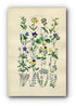 1914 Sowerby Antique Botanical Print, Rock Rose, Sweet Violet, Corn Pansy, Sun-Dew, Milk-Wort, Dog Violet, Plate 8, (Plants 141 - 160) - The Old Map Shop