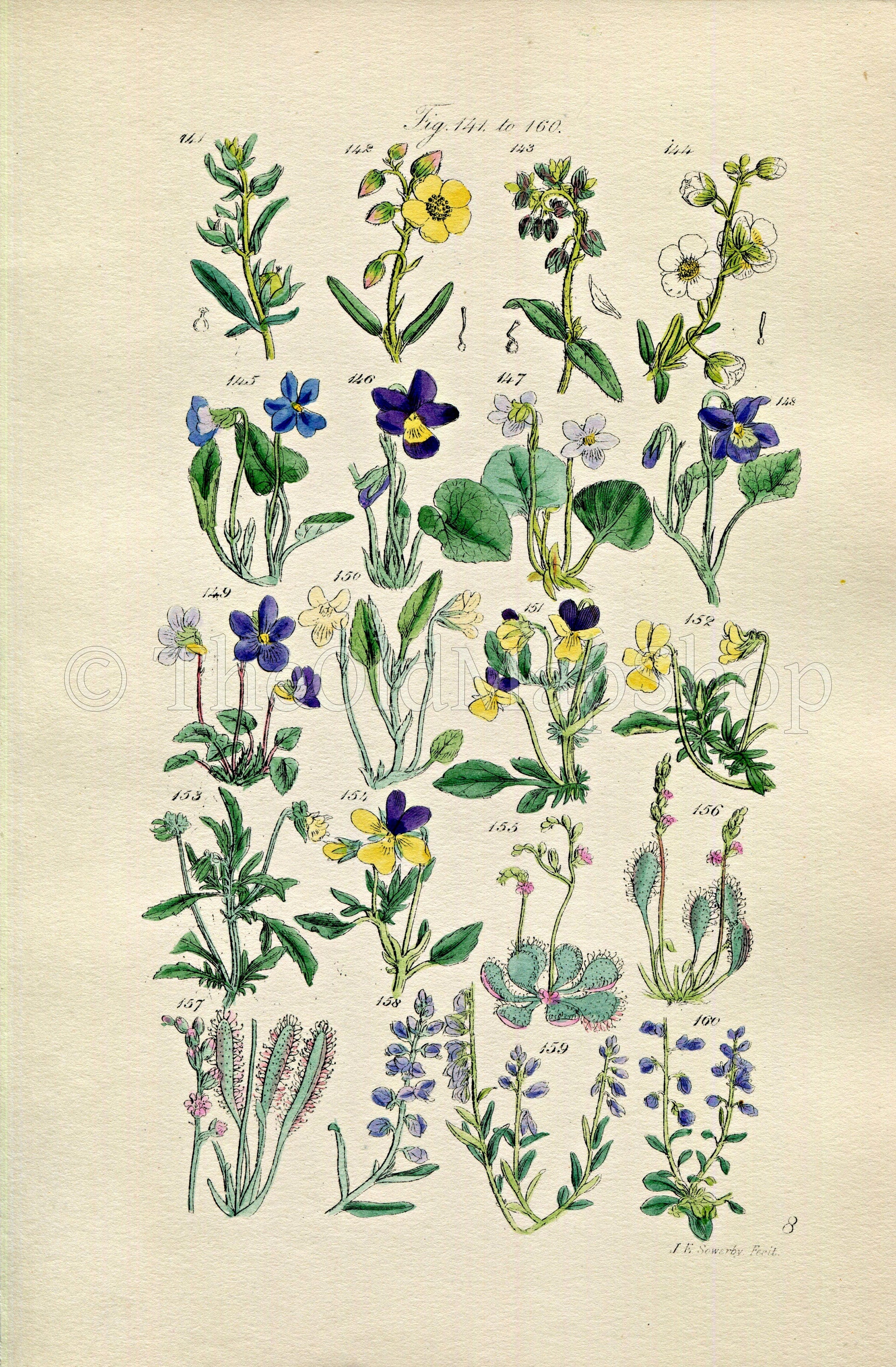 1914 Sowerby Antique Botanical Print, Rock Rose, Sweet Violet