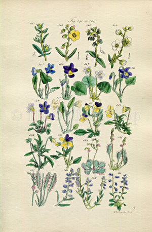 1914 Sowerby Antique Botanical Print, Rock Rose, Sweet Violet, Corn Pansy, Sun-Dew, Milk-Wort, Dog Violet, Plate 8, (Plants 141 - 160) - The Old Map Shop