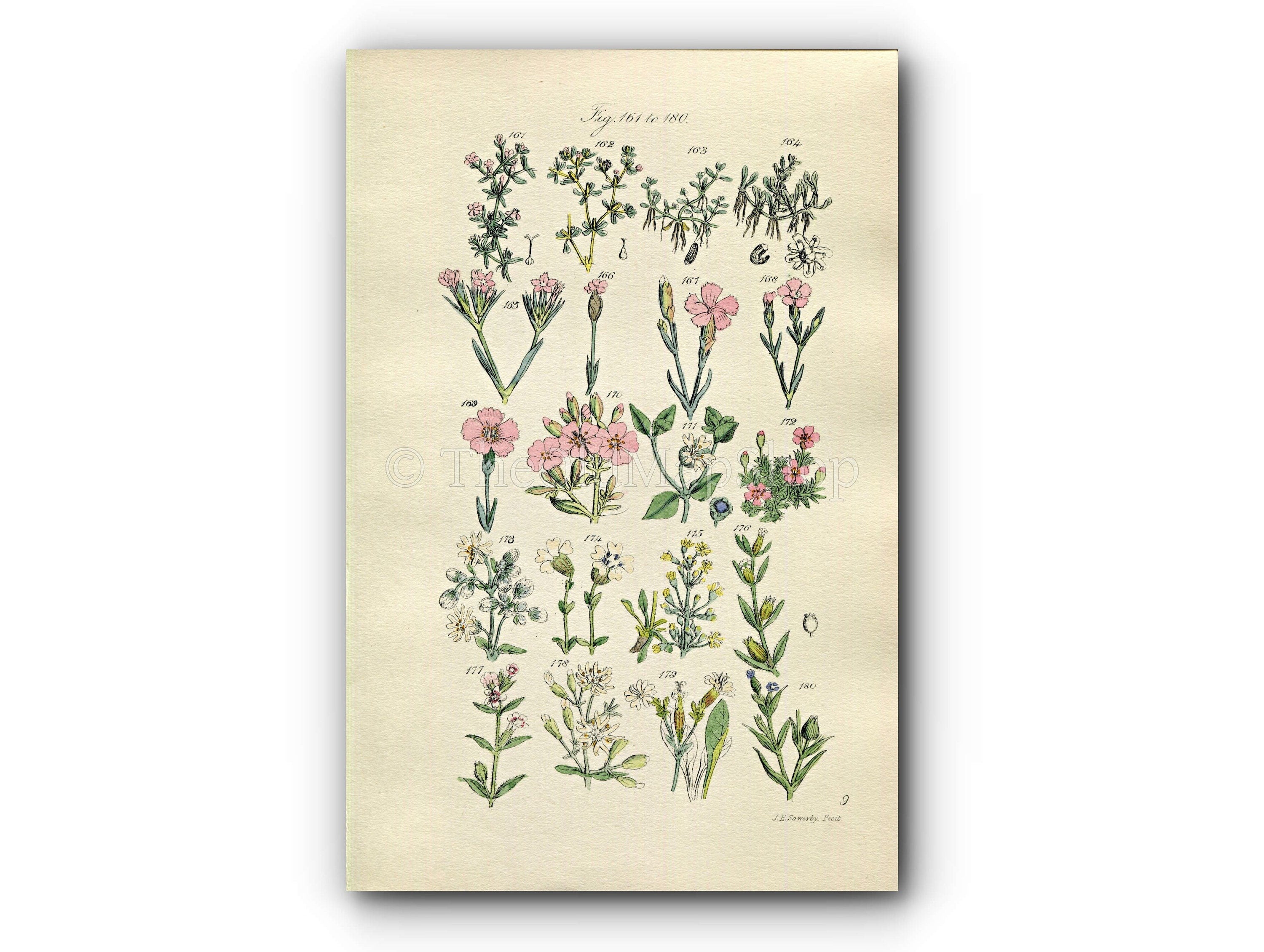 1914 Sowerby Antique Botanical Print, Clove Pink, Carnation, Cheddar Pink, Soapwort, Campion, English Catchfly, Plate 9, (Plants 161 - 180) - The Old Map Shop