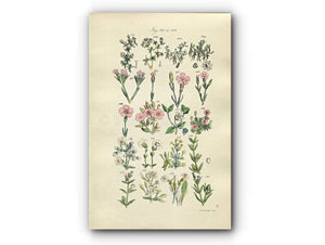 1914 Sowerby Antique Botanical Print, Clove Pink, Carnation, Cheddar Pink, Soapwort, Campion, English Catchfly, Plate 9, (Plants 161 - 180) - The Old Map Shop