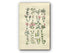 1914 Sowerby Antique Botanical Print, Clove Pink, Carnation, Cheddar Pink, Soapwort, Campion, English Catchfly, Plate 9, (Plants 161 - 180) - The Old Map Shop