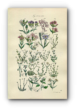 1914 Sowerby Antique Botanical Print, Catchfly, Ragged Robin, Campion, Pearl-Wort, Spurrey, Chickweed, Plate 10, (Plants 181 - 200) - The Old Map Shop