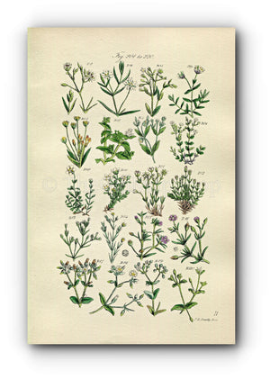 1914 Sowerby Antique Botanical Print, Star-Wort, Sea Pimpernel, Sand-Wort, Mouse-Ear, Plate 11, (Plants 201 - 220) - The Old Map Shop