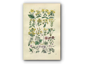 1914 Sowerby Antique Botanical Print, St. John's Wort, Sycamore, Crane's-Bill, Cranesbill, Maple, Plate 13, (Plants 241 - 260)