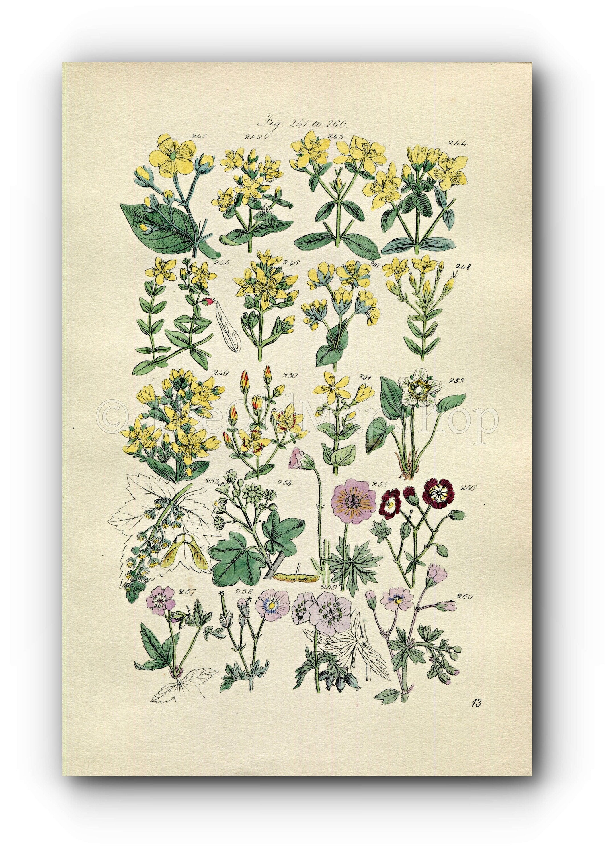 1914 Sowerby Antique Botanical Print, St. John's Wort, Sycamore, Crane's-Bill, Cranesbill, Maple, Plate 13, (Plants 241 - 260)