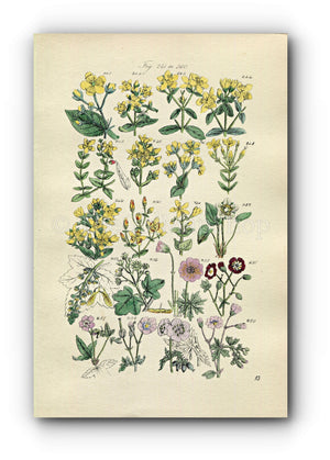 1914 Sowerby Antique Botanical Print, St. John's Wort, Sycamore, Crane's-Bill, Cranesbill, Maple, Plate 13, (Plants 241 - 260)