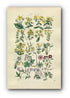 1914 Sowerby Antique Botanical Print, St. John's Wort, Sycamore, Crane's-Bill, Cranesbill, Maple, Plate 13, (Plants 241 - 260)