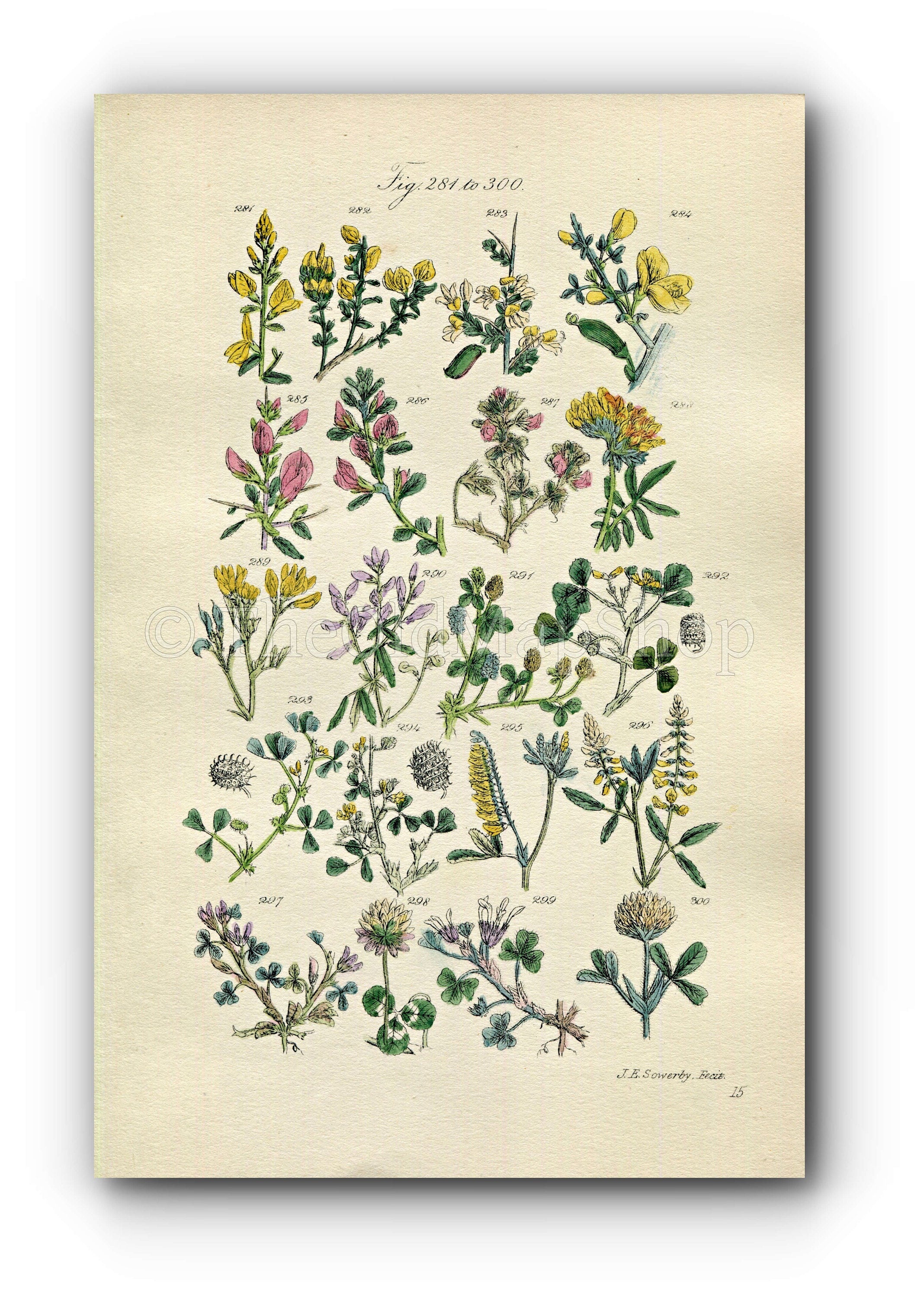 1914 Sowerby Antique Botanical Print, Broom, Black Medick, Green Weed, White Clover, Trefoil, White Melilot, Plate 15, (Plants 281 - 300)