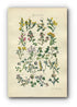 1914 Sowerby Antique Botanical Print, Broom, Black Medick, Green Weed, White Clover, Trefoil, White Melilot, Plate 15, (Plants 281 - 300)