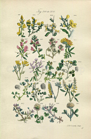 1914 Sowerby Antique Botanical Print, Broom, Black Medick, Green Weed, White Clover, Trefoil, White Melilot, Plate 15, (Plants 281 - 300)