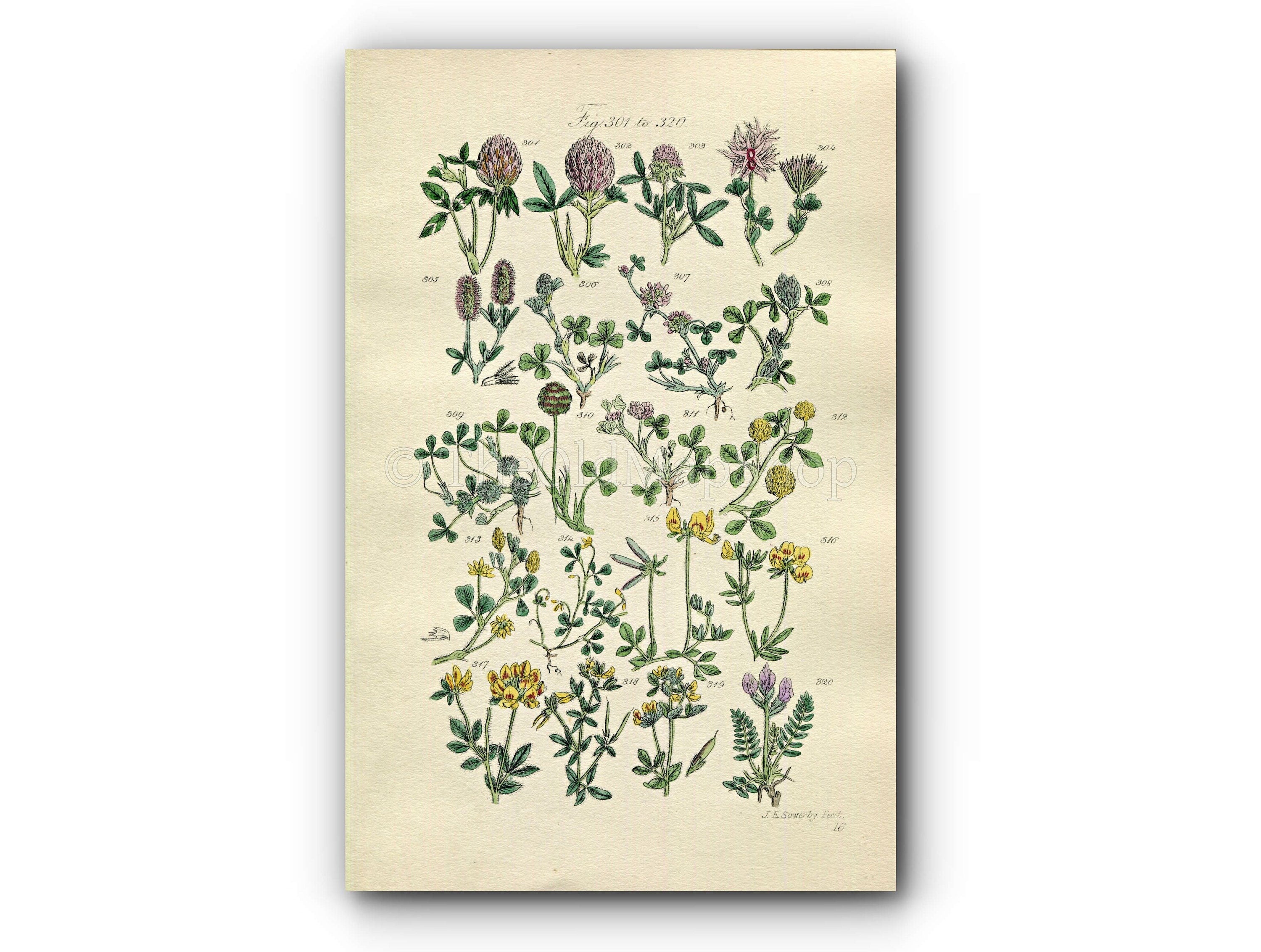 1914 Sowerby Antique Botanical Print, Red Clover, Red Trefoil, Purple Clover, Strawberry Trefoil, Plate 16, (Plants 301 - 320)