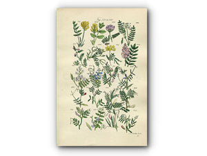 1914 Sowerby Antique Botanical Print, Milkvetch, Bird's-Foot, Wood Vetch, Yellow Vetch, Spring Vetch, Tare, Plate 17, (Plants 321 - 340)