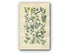 1914 Sowerby Antique Botanical Print, Milkvetch, Bird's-Foot, Wood Vetch, Yellow Vetch, Spring Vetch, Tare, Plate 17, (Plants 321 - 340)
