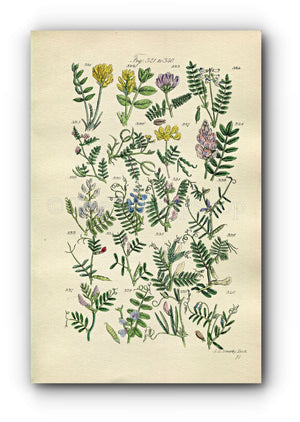 1914 Sowerby Antique Botanical Print, Milkvetch, Bird's-Foot, Wood Vetch, Yellow Vetch, Spring Vetch, Tare, Plate 17, (Plants 321 - 340)