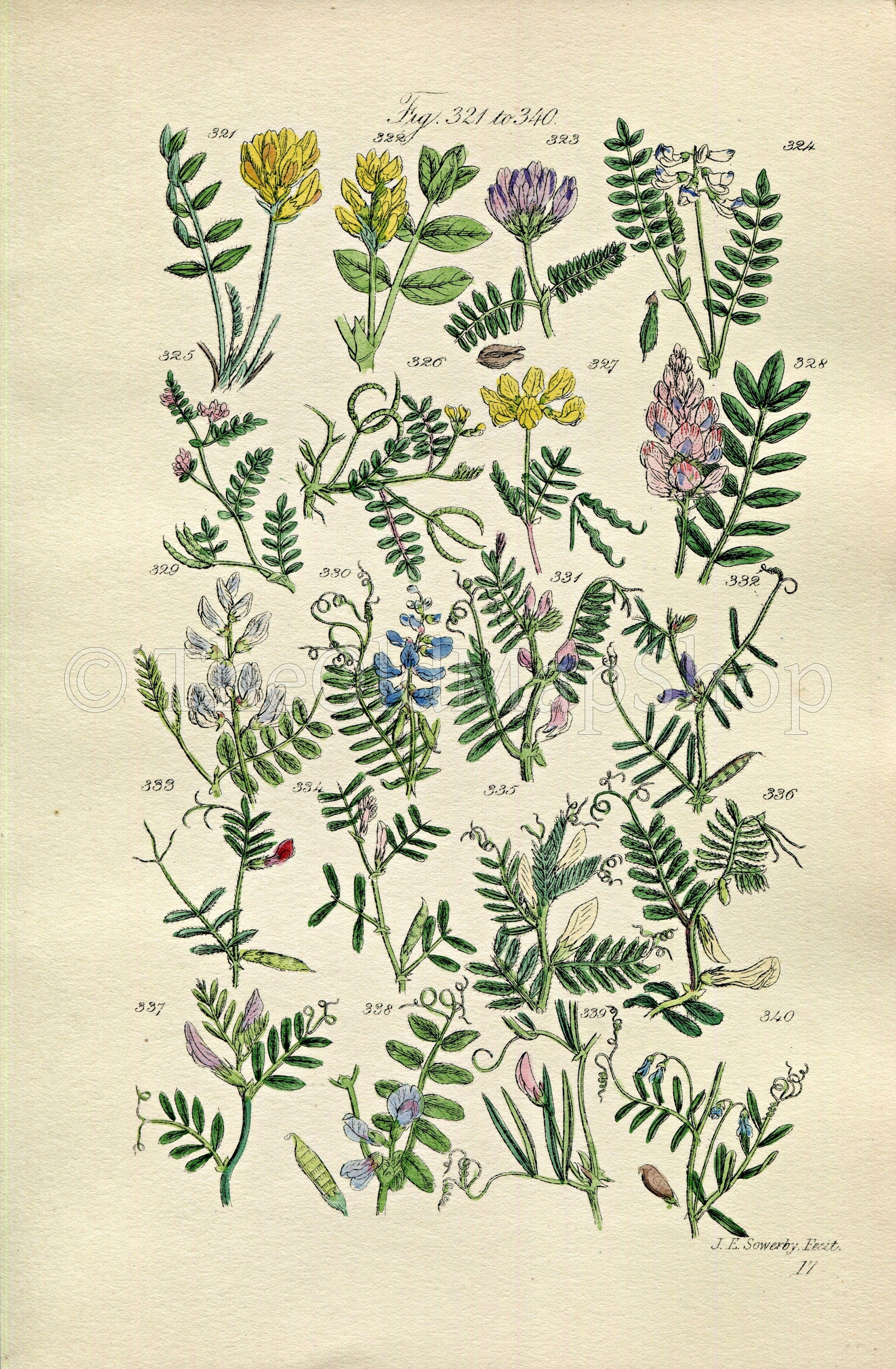 1914 Sowerby Antique Botanical Print, Milkvetch, Bird's-Foot, Wood Vetch, Yellow Vetch, Spring Vetch, Tare, Plate 17, (Plants 321 - 340)