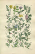 1914 Sowerby Antique Botanical Print, Milkvetch, Bird's-Foot, Wood Vetch, Yellow Vetch, Spring Vetch, Tare, Plate 17, (Plants 321 - 340)