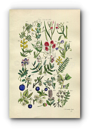 1914 Sowerby Antique Botanical Print, Vetchling, Everlasting Pea, Sweet Pea, Plum, Sloe, Cherry, Blackthorn, Plate 18, (Plants 341 - 360)