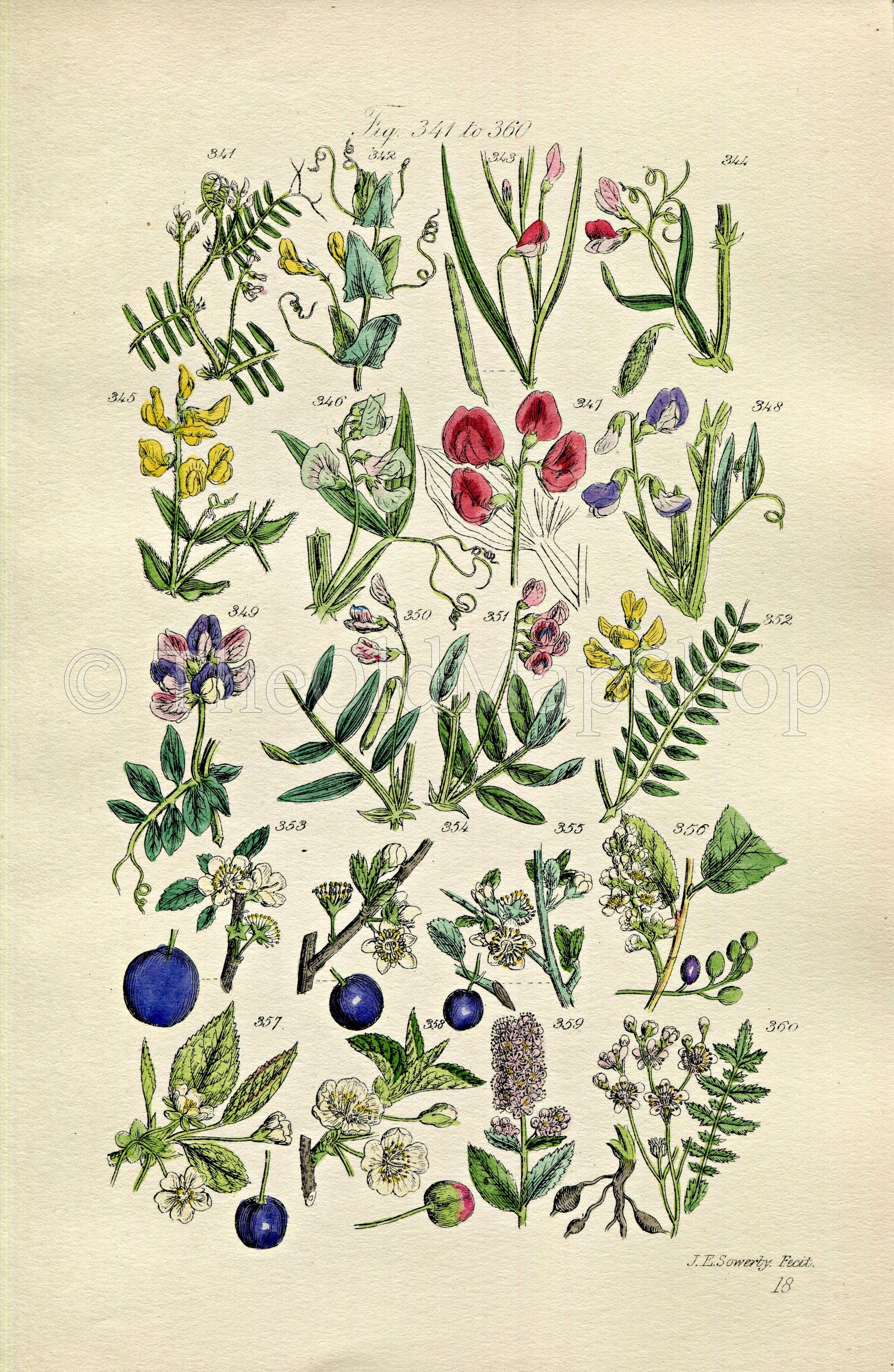 1914 Sowerby Antique Botanical Print, Vetchling, Everlasting Pea, Sweet Pea, Plum, Sloe, Cherry, Blackthorn, Plate 18, (Plants 341 - 360)