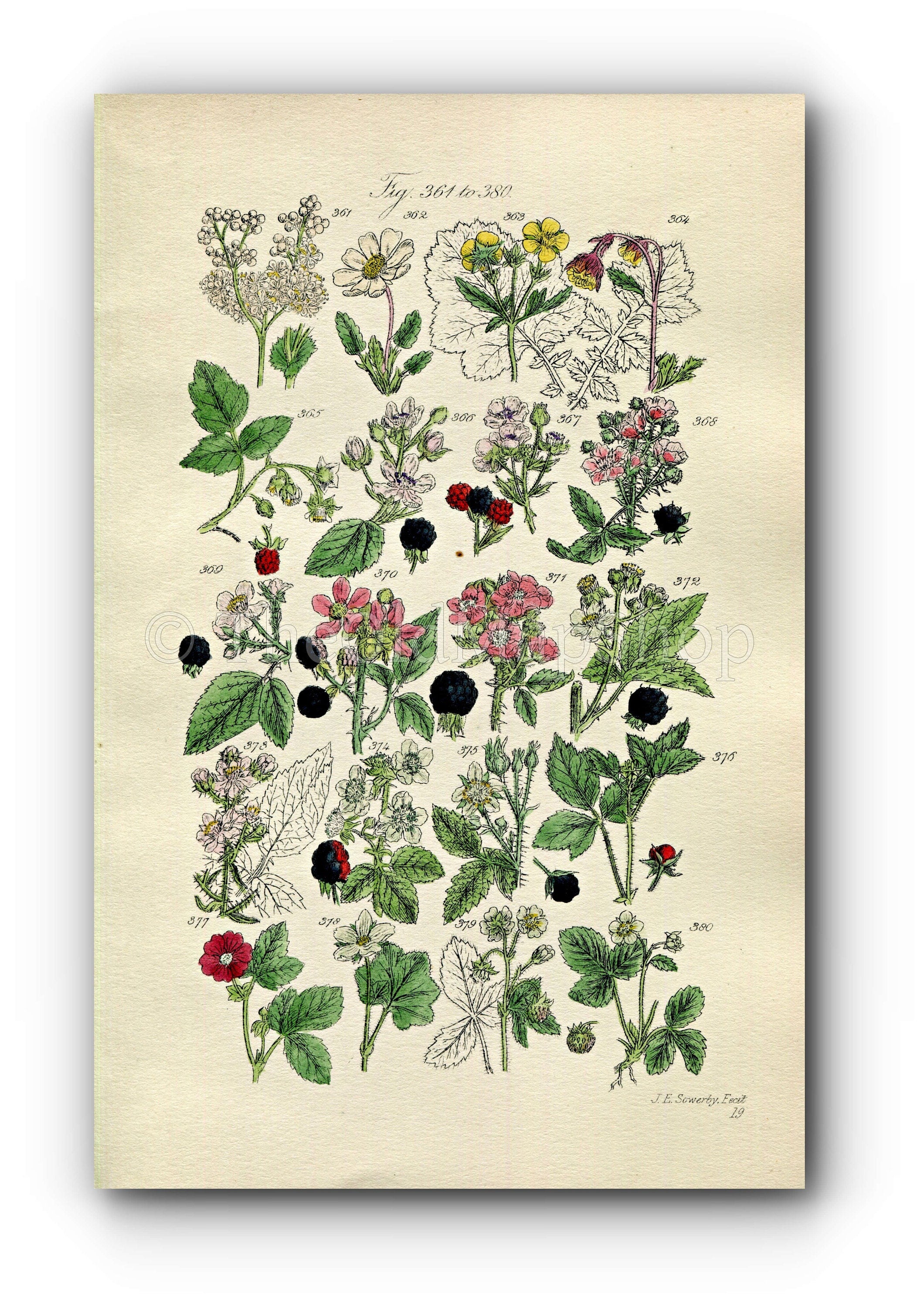 1914 Sowerby Antique Botanical Print, Raspberry, Bramble, Blackberry, Dewberry, Wild Strawberry, Cloudberry, Plate 19, (Plants 361 - 380)