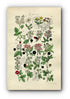1914 Sowerby Antique Botanical Print, Raspberry, Bramble, Blackberry, Dewberry, Wild Strawberry, Cloudberry, Plate 19, (Plants 361 - 380)