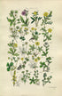 1914 Sowerby Antique Botanical Print, Hautboy Strawberry, Spring Cinquefoil, Barren Strawberry, Agrimony, Plate 20, (Plants 381 - 400)