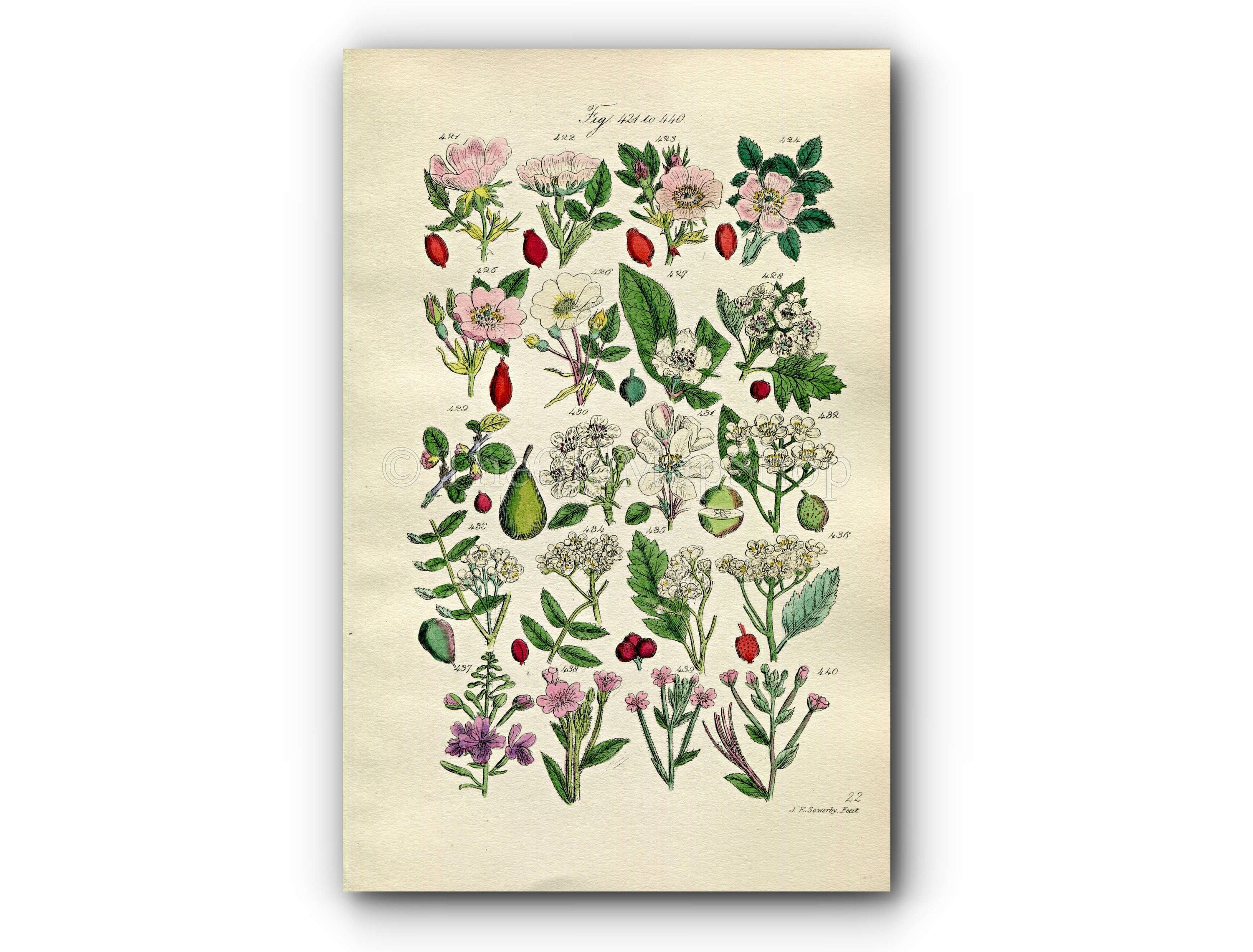 1914 Sowerby Antique Botanical Print, Dog Rose, Medlar, Hawthorn, May, Wild Pear, Wild Apple, Crab Apple, Plate 22, (Plants 421 - 440)