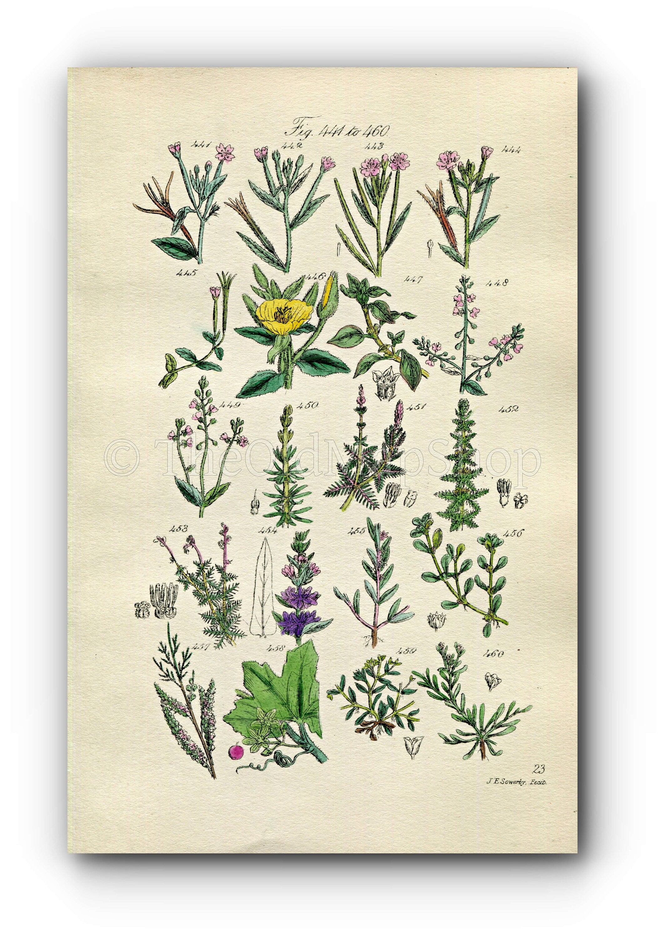 1914 Sowerby Antique Botanical Print, Willow Herb, Evening Primrose, Bryony, Purple Loosestrife, Strapwort, Plate 23, (Plants 441 - 460)