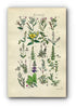 1914 Sowerby Antique Botanical Print, Willow Herb, Evening Primrose, Bryony, Purple Loosestrife, Strapwort, Plate 23, (Plants 441 - 460)