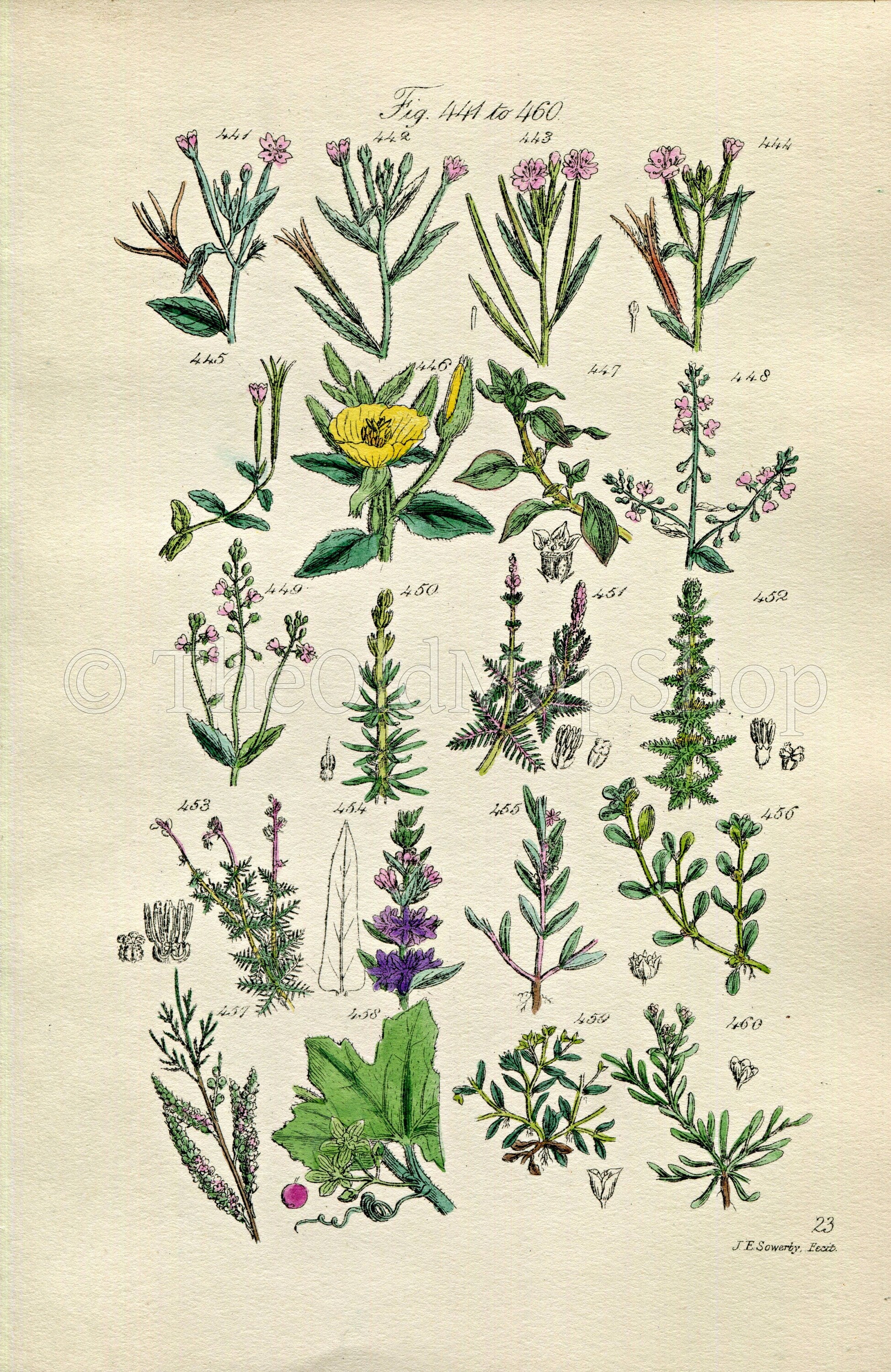 1914 Sowerby Antique Botanical Print, Willow Herb, Evening Primrose, Bryony, Purple Loosestrife, Strapwort, Plate 23, (Plants 441 - 460)