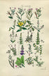 1914 Sowerby Antique Botanical Print, Willow Herb, Evening Primrose, Bryony, Purple Loosestrife, Strapwort, Plate 23, (Plants 441 - 460)