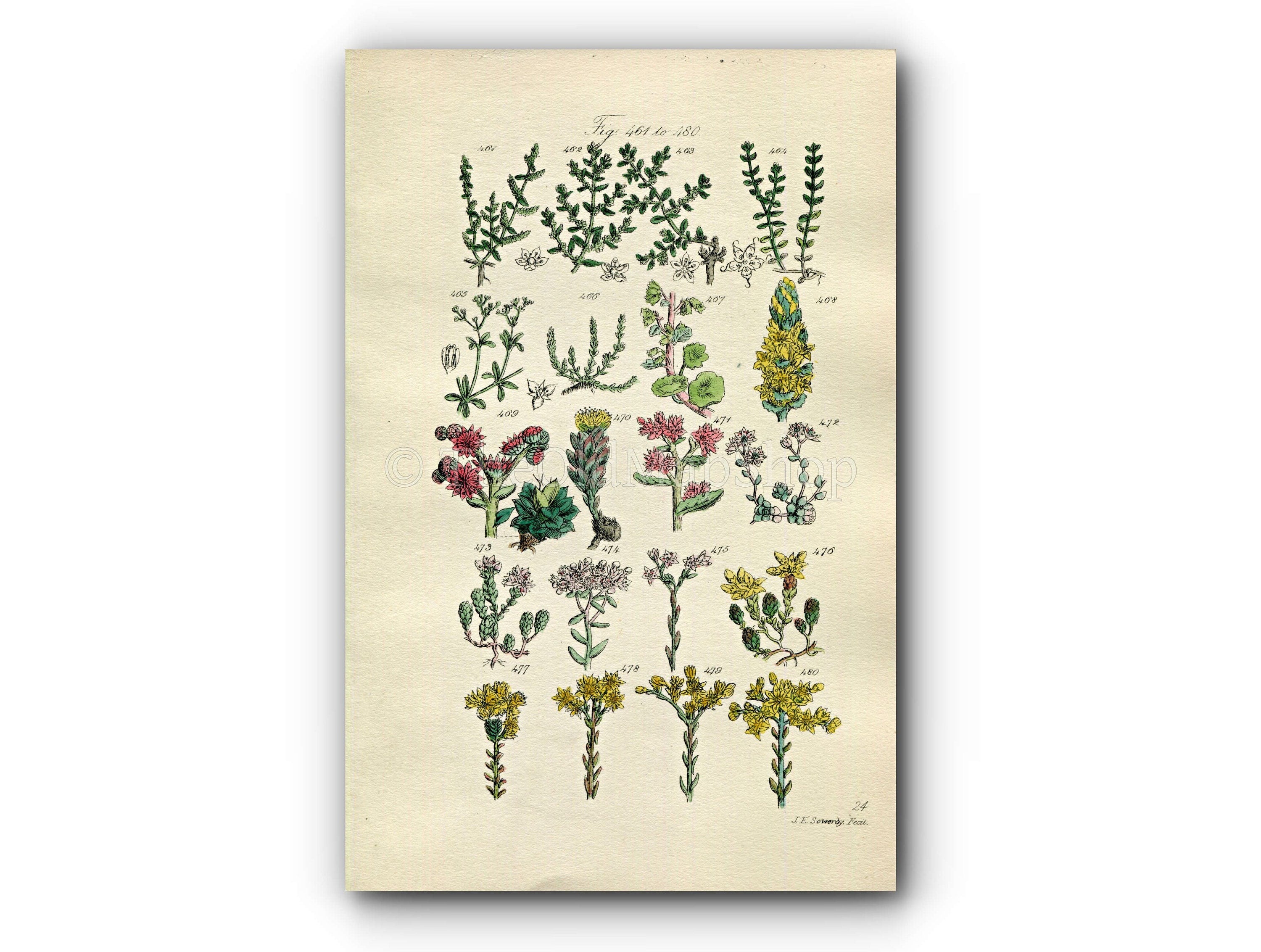 1914 Sowerby Antique Botanical Print, Pennywort, Houseleek, Rose Root, Orpine, White Stonecrop, Knotgrass, Plate 24, (Plants 461 - 480)