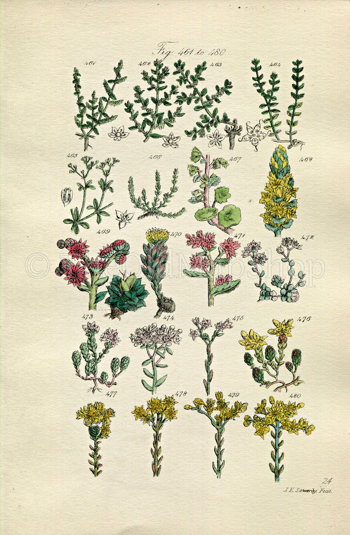 1914 Sowerby Antique Botanical Print, Pennywort, Houseleek, Rose Root, Orpine, White Stonecrop, Knotgrass, Plate 24, (Plants 461 - 480)