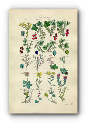 1914 Sowerby Antique Botanical Print, Red Currant, Redcurrant, Gooseberry, Blackcurrant, Purple Saxifrage, Plate 25, (Plants 481 - 500)
