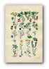 1914 Sowerby Antique Botanical Print, Red Currant, Redcurrant, Gooseberry, Blackcurrant, Purple Saxifrage, Plate 25, (Plants 481 - 500)