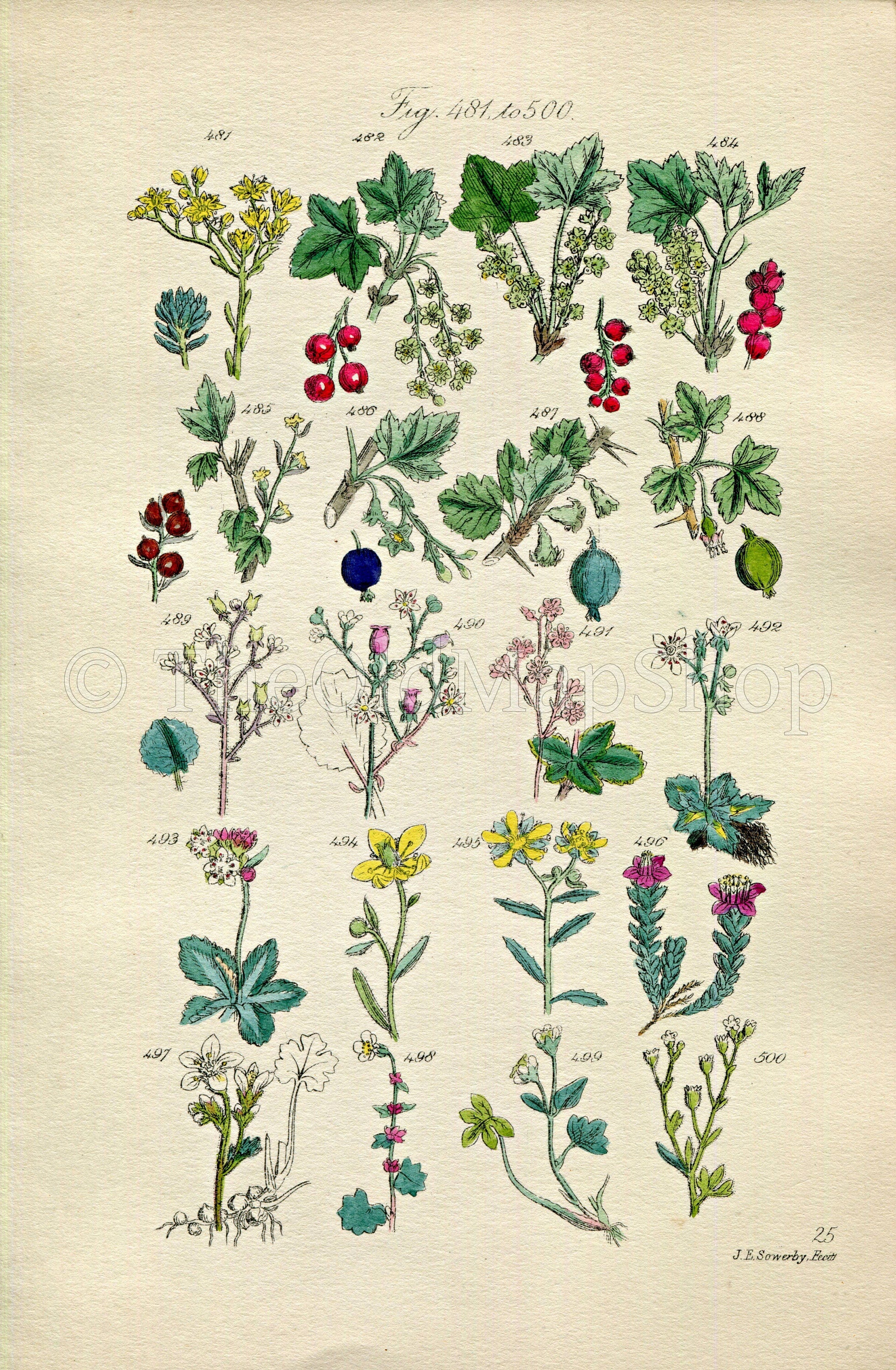 1914 Sowerby Antique Botanical Print, Red Currant, Redcurrant, Gooseberry, Blackcurrant, Purple Saxifrage, Plate 25, (Plants 481 - 500)