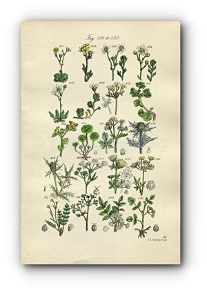 1914 Sowerby Antique Botanical Print, Moss Saxifrage, Sea Holly, Water Hemlock, Wild Celery, Parsley, Honewort, Plate 26, (Plants 501 - 520)